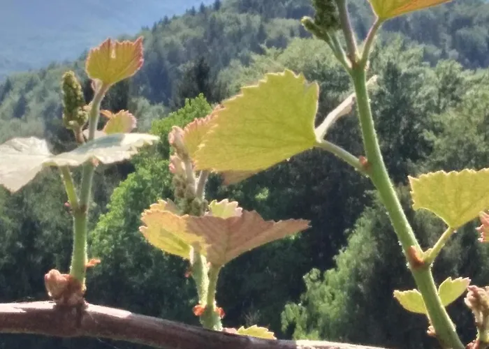 Fam.kremser 루트스카치